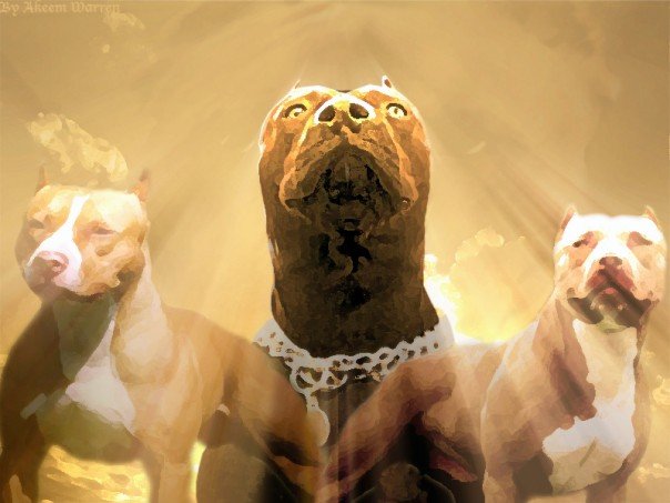 FOTOS DE PERROS PITBULL PELEANDO fotos de perros pitbull peleando: