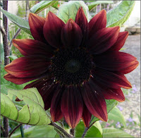Chocolate Sunflower