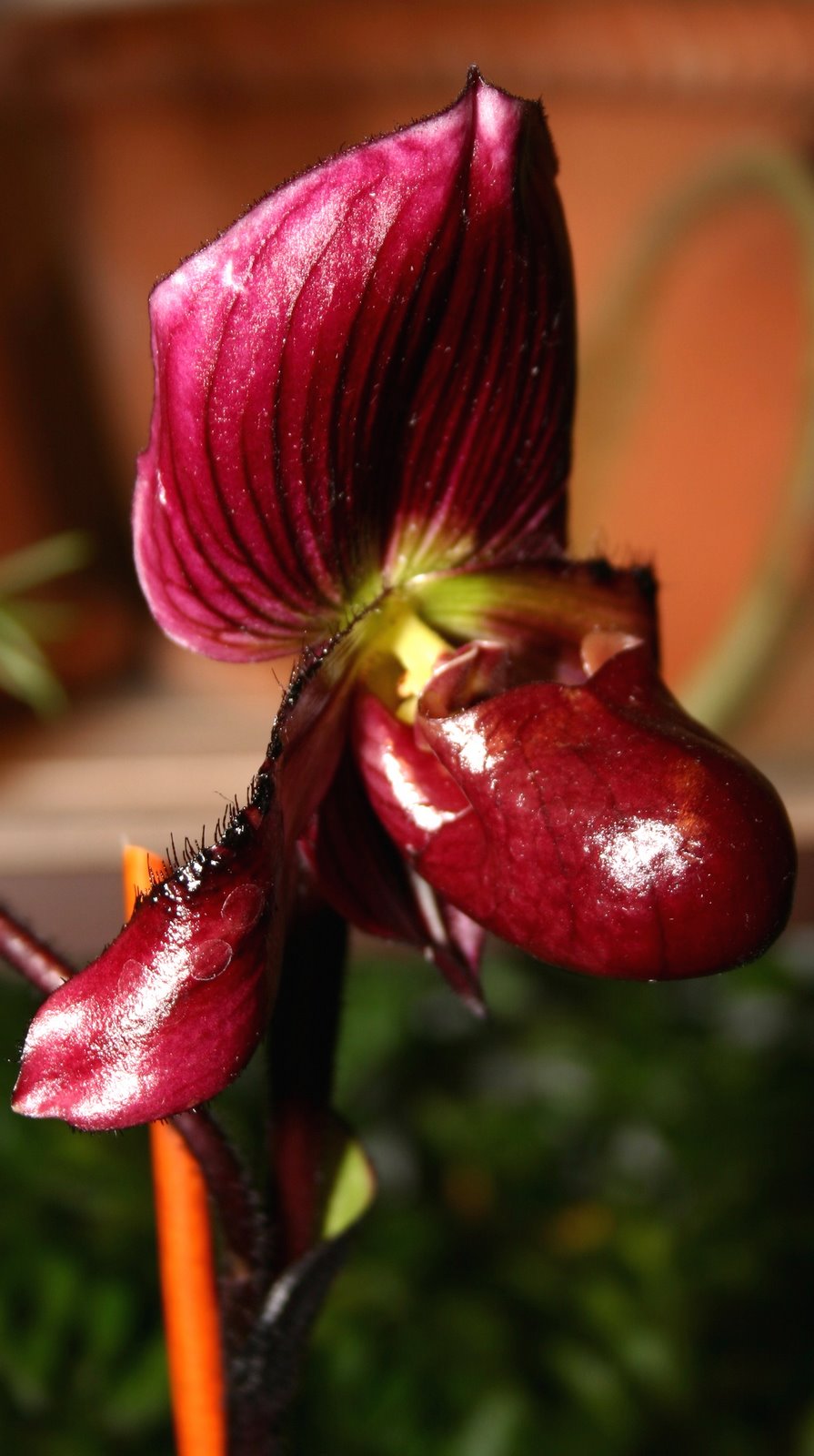 [lady+slipper+orchid+closeup.JPG]