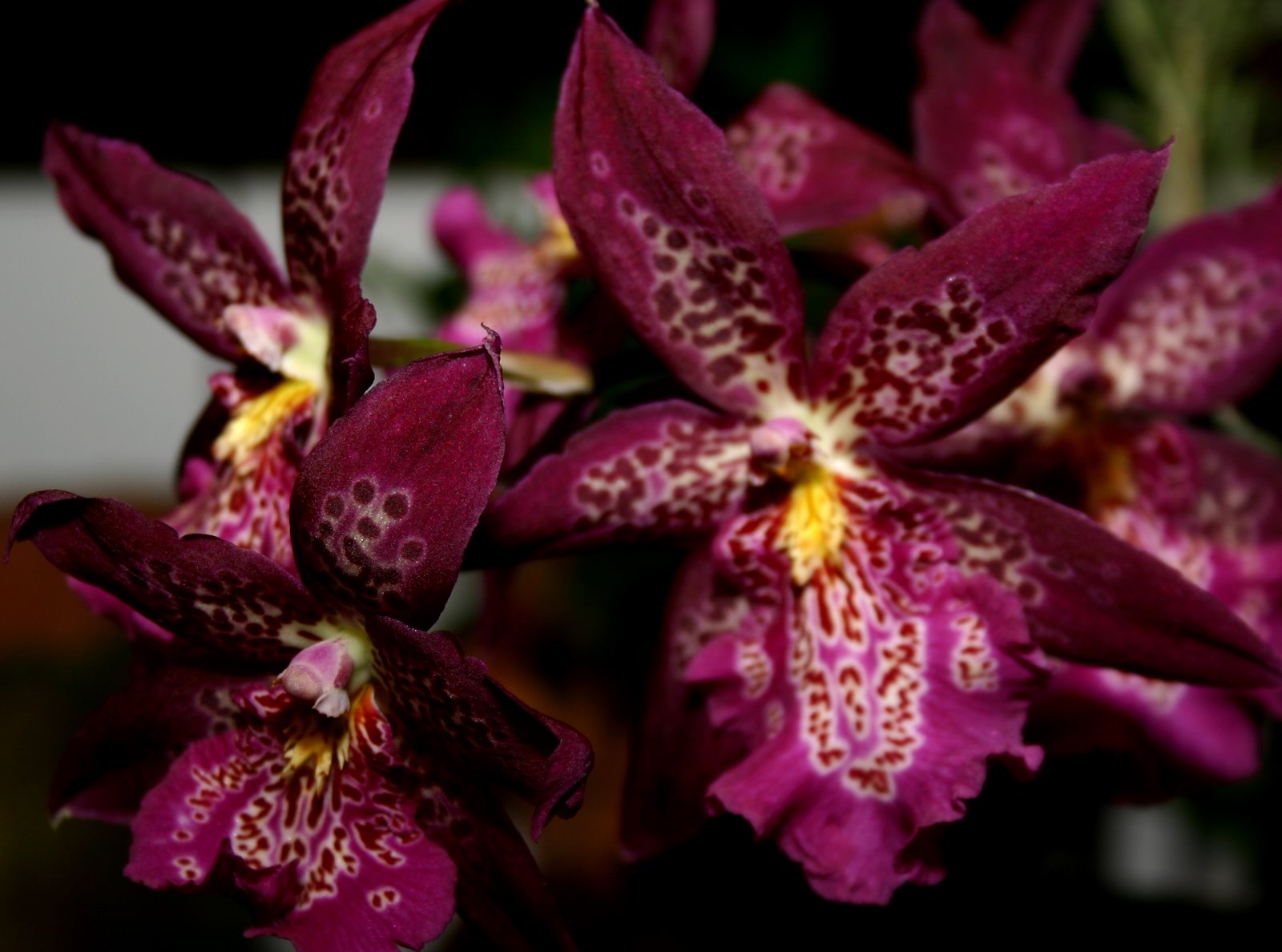 [wildcat+orchid+closeup.JPG]