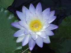 water lilly