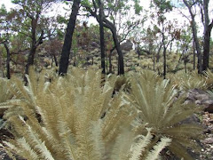 Beige cycads, litchfield Nat. Pk. NT