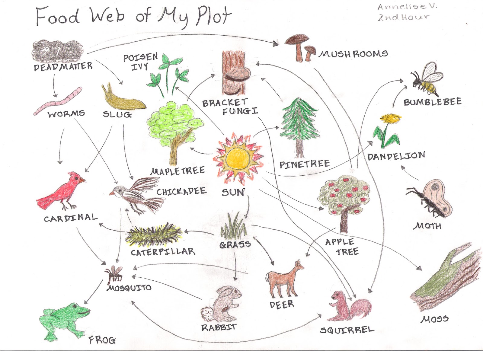 how many producers can be in a food chain