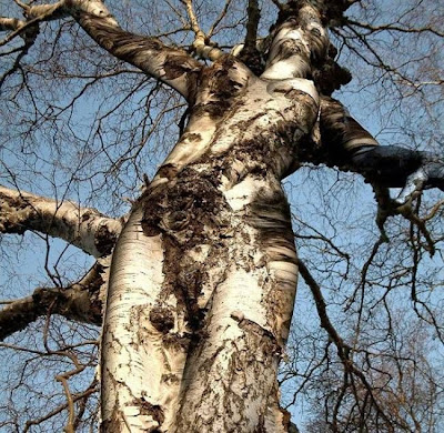 arbol mujer