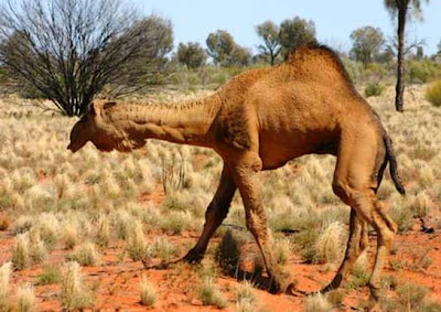 camello sediento en Australia