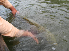 Carnivores of Grey Reef