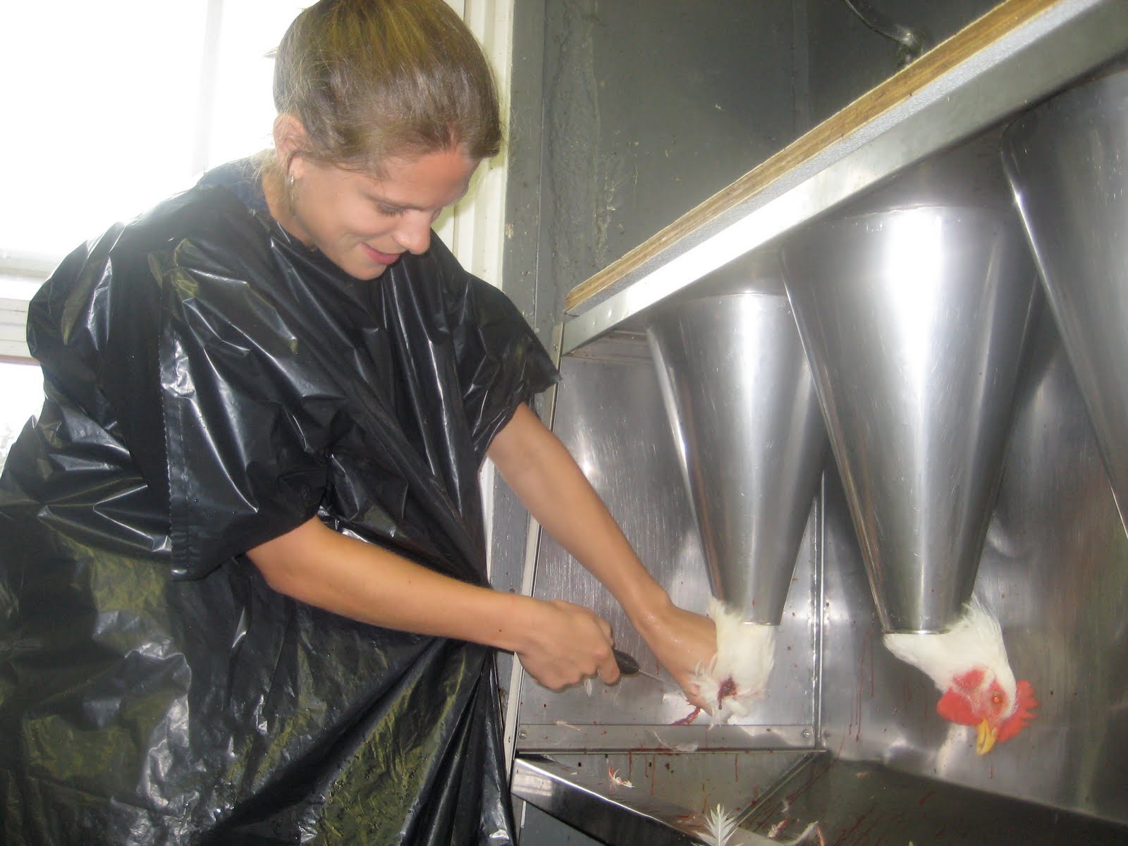 Adventures of an Atherton Processing Chickens