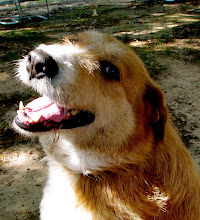 My Dog~ Scarlett~