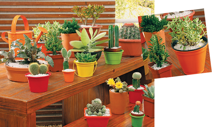 decoracao para jardim de sitio: sobre os vasos de plantas. Como que uma estufa, o efeito surpreende decoracao para jardim de sitio: sobre os vasos de plantas. Como que uma estufa, o efeito surpreende