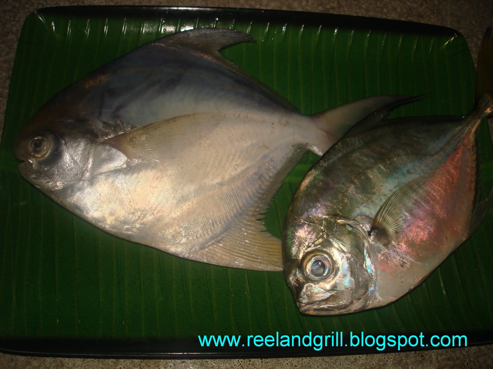 Reel and Grill Pangat na Pampano at Talakitok (Pompano and Trevally in