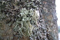 external image 202203850_5d72b81ef3_m.jpg