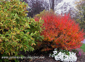 Berberis Thunbergii Atropurpurea Vinettier Pour Haie Epine