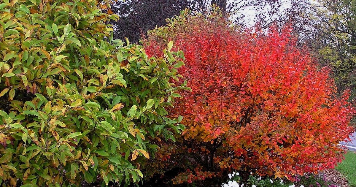 Garden Sense: Fall Color - Shrubs