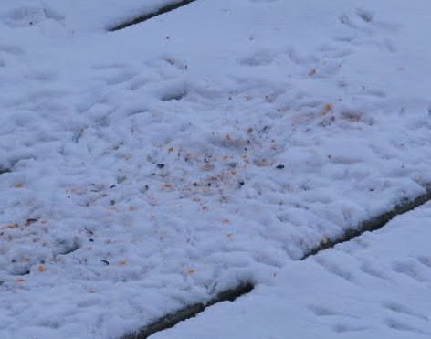 [IMG_4104.JPG]