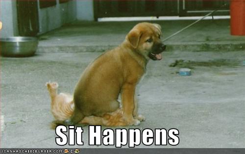 [funny-pictures-dog-sits-on-cat.jpg]