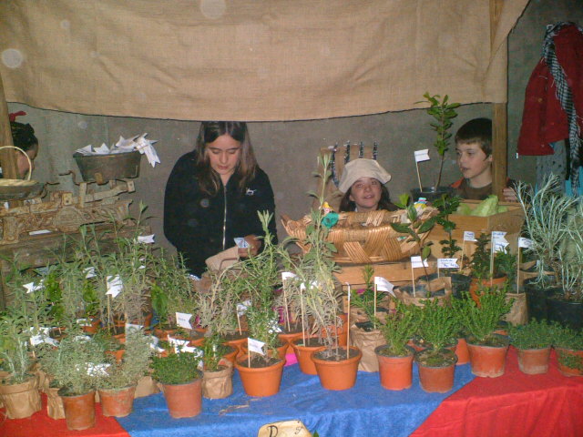 [PLANTAS+AROMA.JPG]