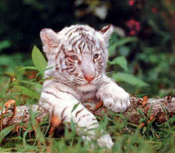 marable baby tiger marable baby tiger