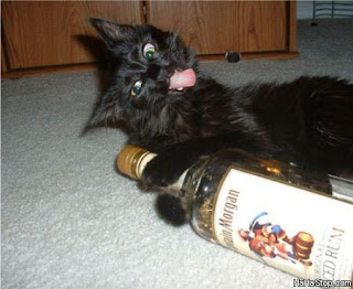 Image result for cat with rum