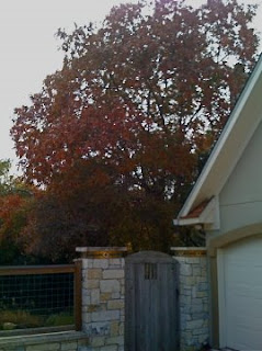 Red Oak in fall color, Austin, Texas 2008