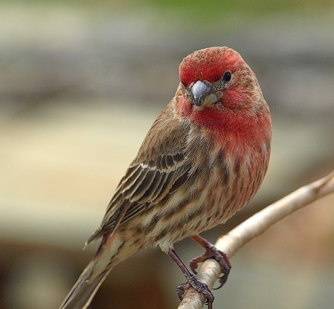 Muddy Sneakers: House Finch or Purple Finch?