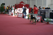 13ºª Exposição Canina Nacional de Aveiro (14-09-2008)