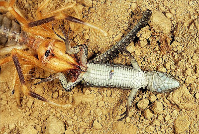 aracnofobia aracnofobia