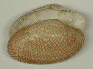 Baby clam