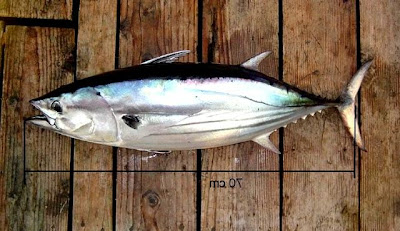 victor fish