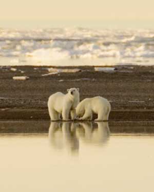 Save the Polar Bear