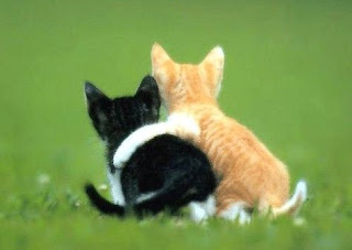 dua-kucing-berpelukan