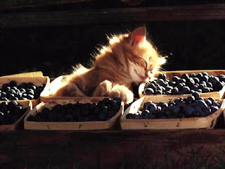 anak-kucing-tidur-dalam-bakul
