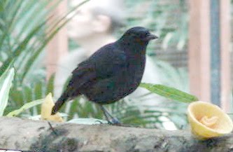 Singing Bird Collection Myophonus