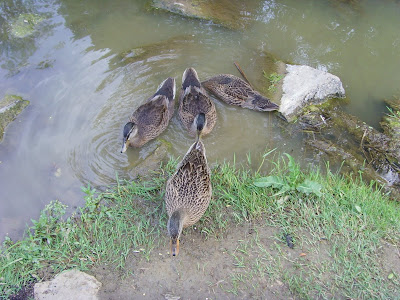 Tractor Supply Ducks