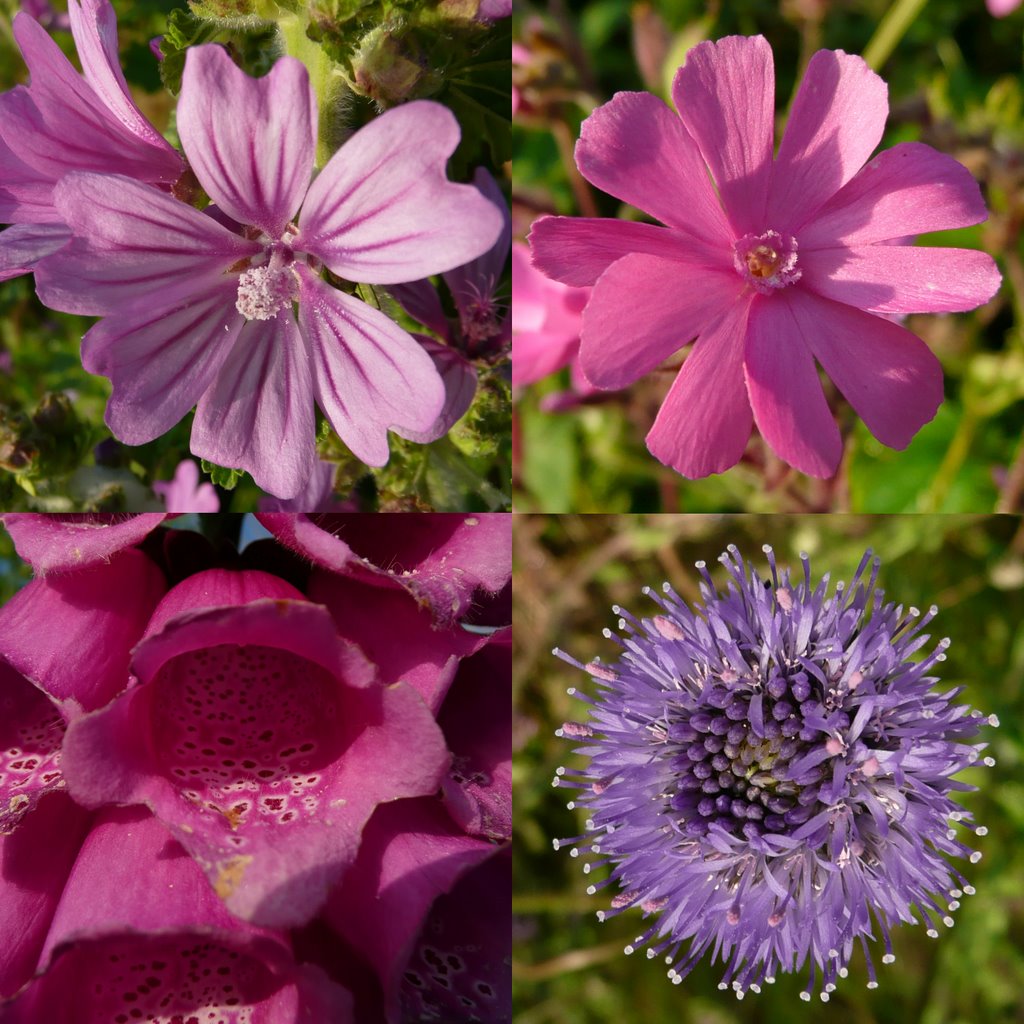 lange regen cornwall coast flowers