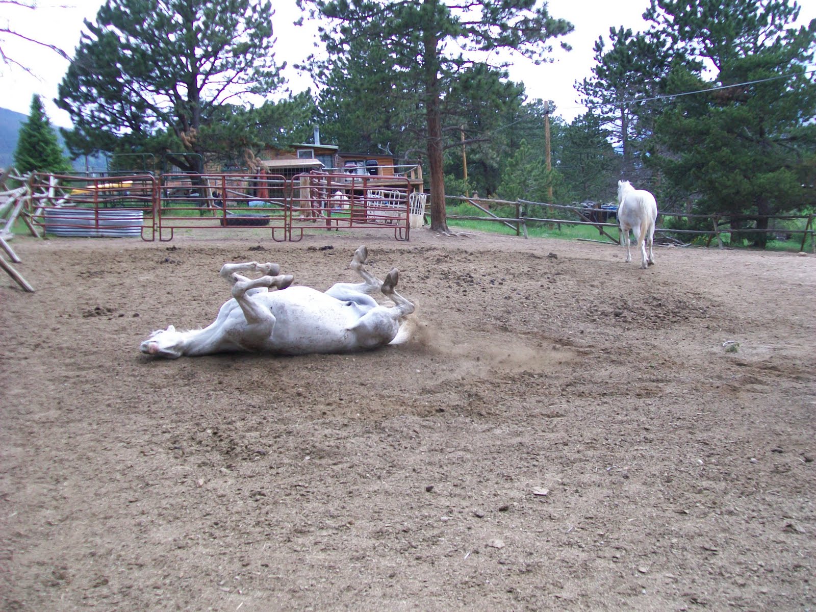 It's a Horse Life The Geldings' New Trick...
