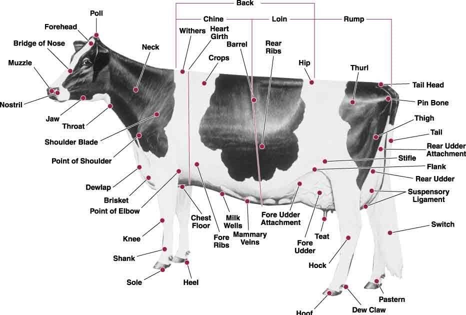 cow body part