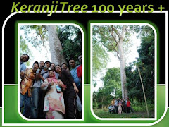 Pokok Keranji 100 + tahun