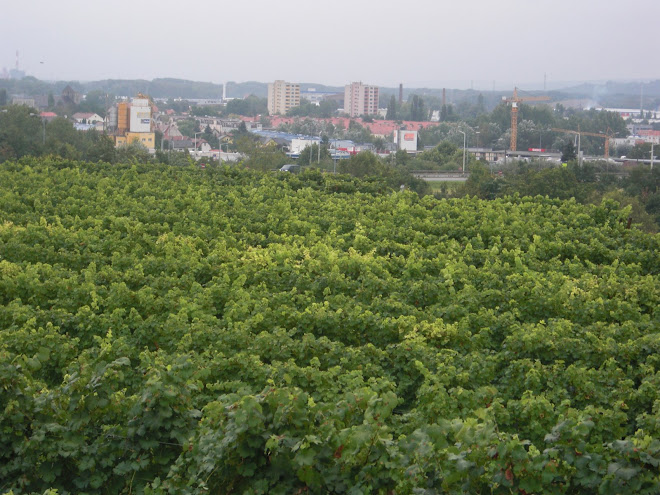 vineyard overlooking krems