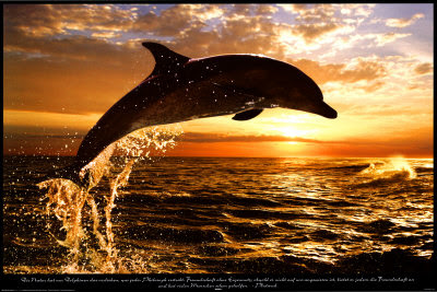 صور دلفين 12355~Steve-Bloom-Dolphin-Sunset-Posters