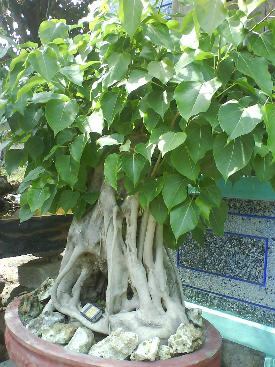 Hinh+Anh+Cay+Bo+Da Phat Va Cay Bo De http://tuanthaohome.blogspot.com/2010/11/cay-bo-e ...