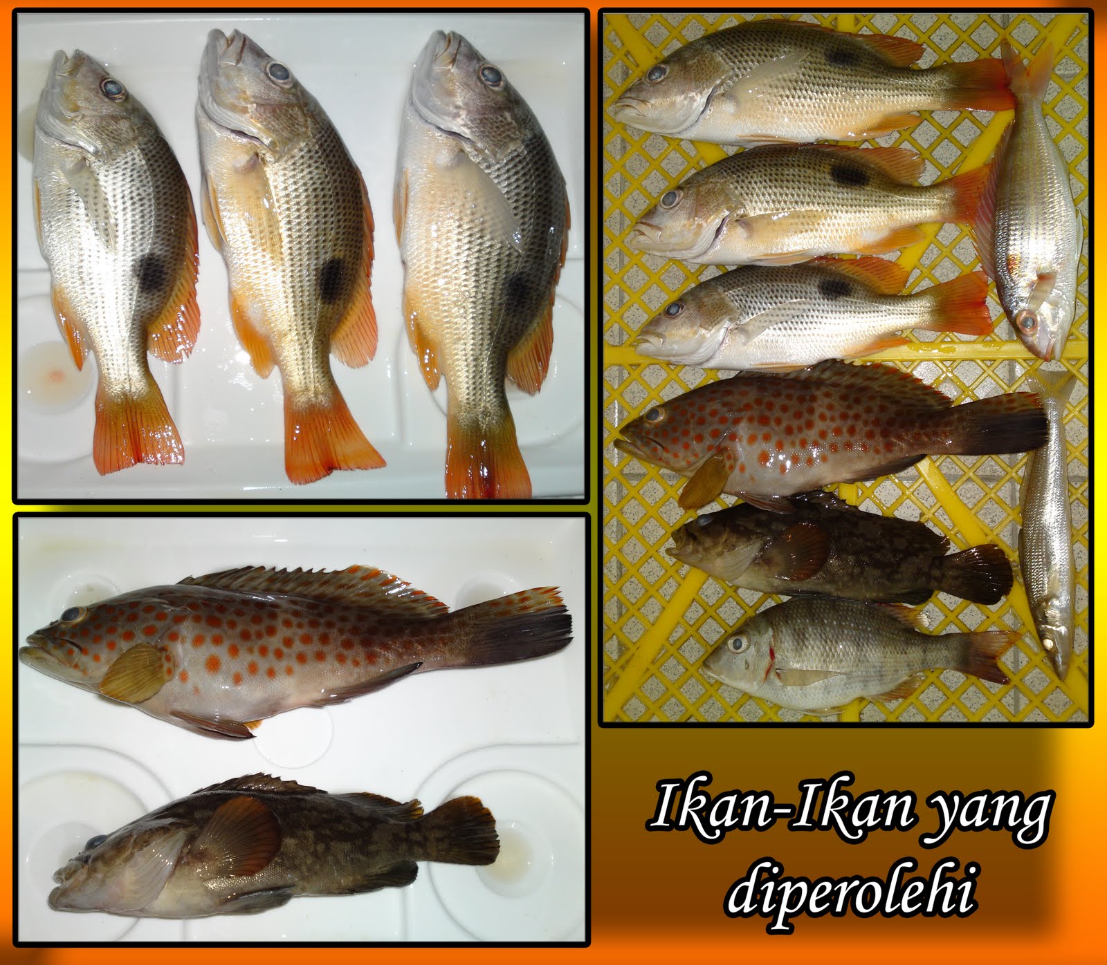 Fish On..!: JBS FISHING TRIP @ SERASA / PELUMPONG