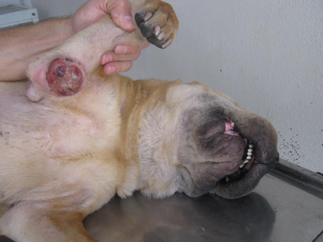 Tumores: Mastocitosarcoma cutáneo Shar pei