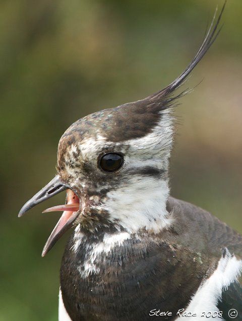 [lapwing9]