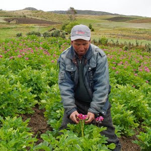 Proyectos integrados para el desarrollo territorial