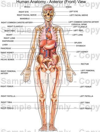Biologi Sistem Rangka Biologi Sistem Rangka