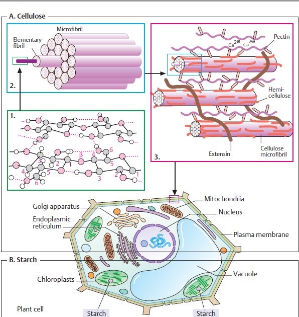MEDICAL STUDIES BLOG Plant polysaccharides