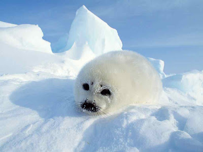 Foca Arpa
