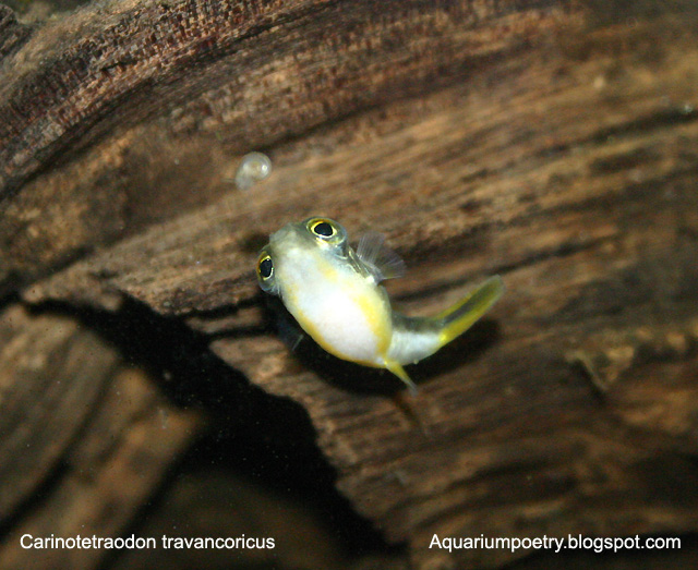 [dwarpuffer+016.jpg]