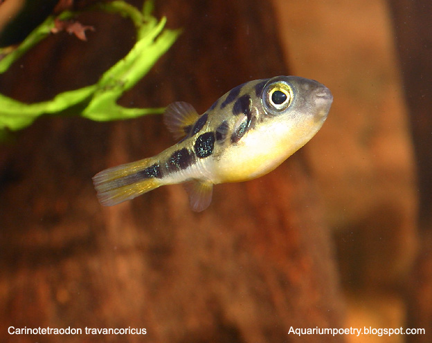 [dwarpufferd+032.jpg]