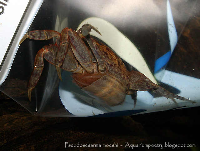 [sesarmaeggs+001.jpg]